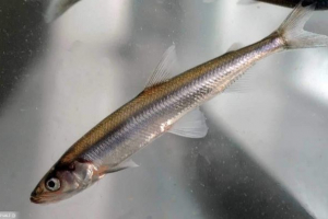 Europejska koryushka - bardzo smaczna ryba